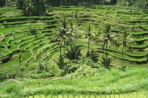 Bali - The Island of Golf - Destination Review by Paul Myers